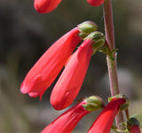 150 Eatons RED FIRECRACKER PENSTEMON Eatonii Native Hummingbird Flower Seeds