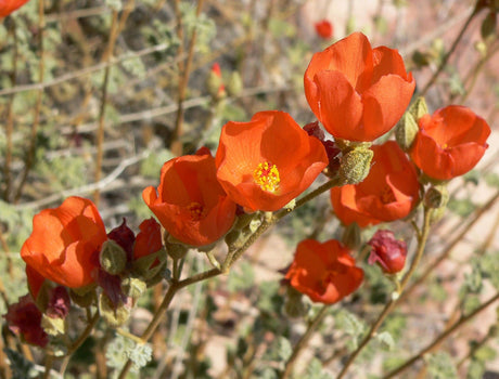 20 Apricot DESERT GLOBEMALLOW Mallow Sphaeralcea Ambigua Flower Seeds
