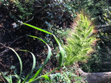 100 WALTER'S BARNYARD GRASS Wetland Ornamental Echinochloa Walteri Seeds