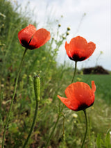 50 Scarlet PRICKLYHEAD POPPY Papaver Argemone Roemeria Long Prickly Poppy Red Black Blue Flower Seeds