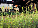 50 Scarlet PRICKLYHEAD POPPY Papaver Argemone Roemeria Long Prickly Poppy Red Black Blue Flower Seeds