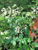 50 PURPLE MEADOW RUE Thalictrum Dasycarpum White & Yellow Flower Herb Seeds