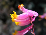 50 ROCK HARLEQUIN Pink & Yellow Corydalis Sempervirens Flower Seeds