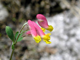 50 ROCK HARLEQUIN Pink & Yellow Corydalis Sempervirens Flower Seeds