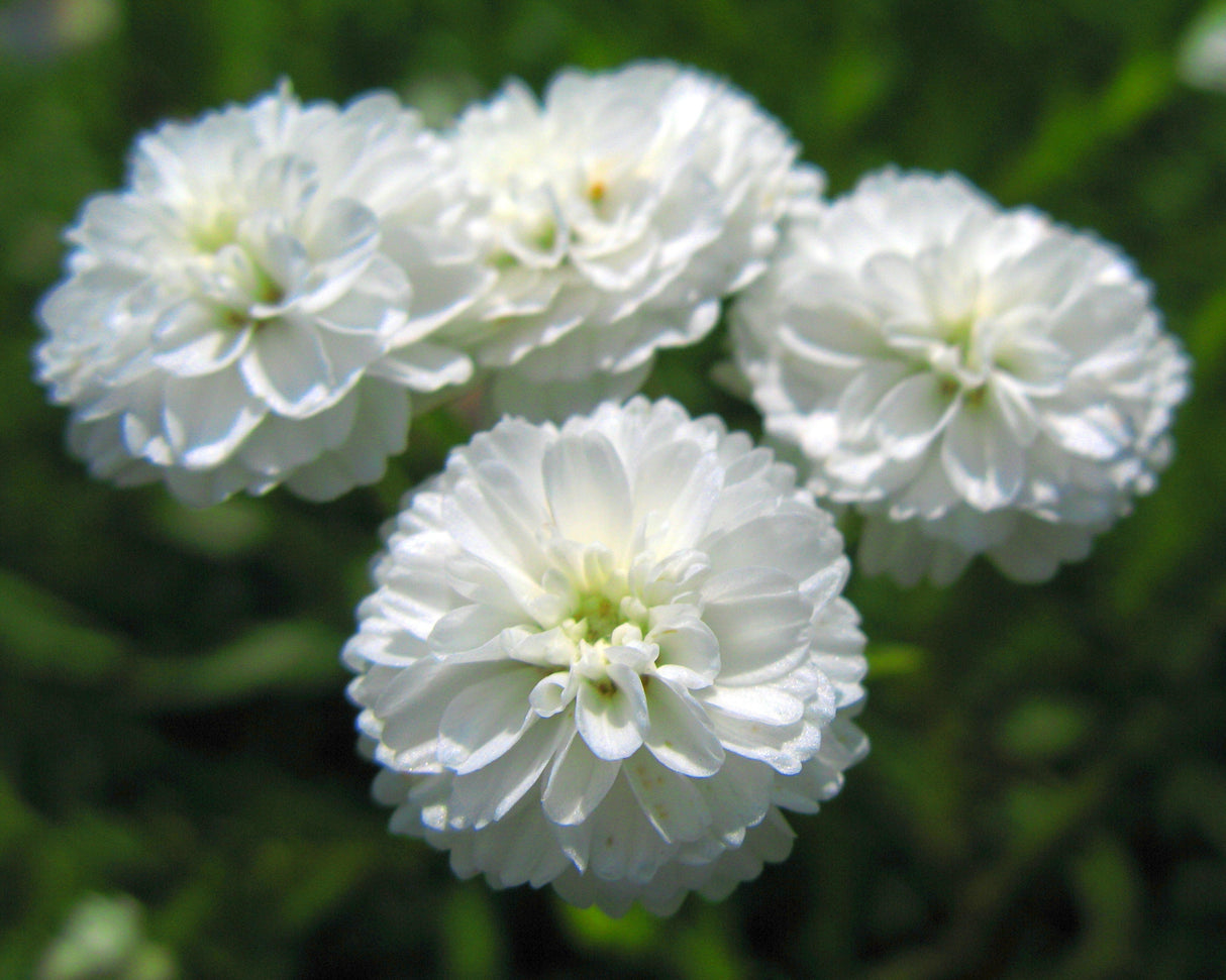 150 PEARL YARROW White Double Achillea Ptarmica Herb Flower Seeds