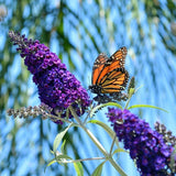 50 Dark PURPLE BUTTERFLY BUSH Buddleja Davidii Hummingbird Shrub Fragrant Flower Seeds