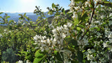 20 SASKATOON SERVICEBERRY aka Western, Pacific, Juneberry, Shadbush Amelanchier Alnifolia Native Edible Purple Berry Fruit White Flower Shrub Seeds