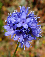 1500 GLOBE GILIA Bluehead Gilia Capitata Thimble Flower Seeds