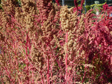 50 Organic CHERRY VANILLA QUINOA Chenopodium Pink Flower White Grain Vegetable Seeds