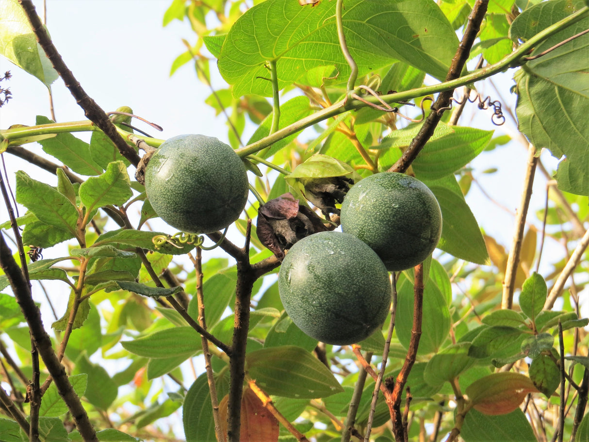 10 SWEET GRANADILLA Yellow Passionfruit Grenadia Sugar Fruit Passiflora Ligularis Huge Purple & White Flower Yellow Orange Fruit Vine Seeds