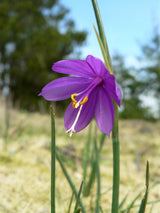 20 GRASSWIDOW Purple-Eyed Grass Sisyrinchium Inflatum syn. Olsynium Douglasii Grass Widows Reddish Purple Ornamental Grass Flower Seeds