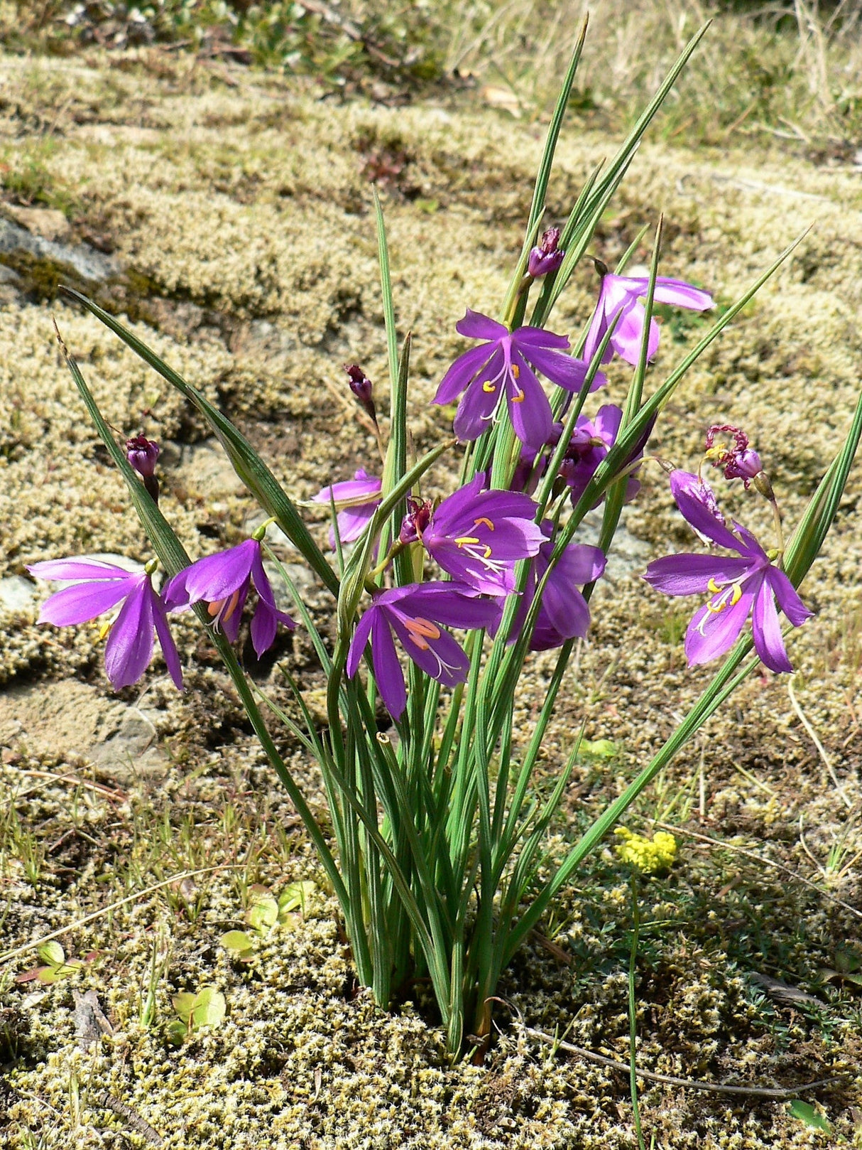 20 GRASSWIDOW Purple-Eyed Grass Sisyrinchium Inflatum syn. Olsynium Douglasii Grass Widows Reddish Purple Ornamental Grass Flower Seeds