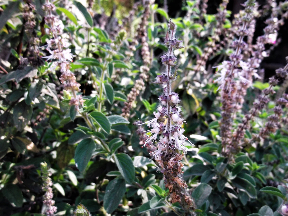 10 Java INDIAN PATCHOULI Pogostemon Heyneanus Herb Shrub Flower Fragrant Patchouly Seeds