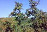 10 ITALIAN PERSIMMON TREE Dateplum Date Plum Fruit Diospyros Lotus Seeds