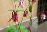 100 ORIENTAL COLUMBINE Plum & White Aquilegia Vulgaris Flower Seeds