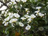 10 White CHRISTMAS VINE Turbina Flower Rivea Ipomoea Corymbosa Seeds