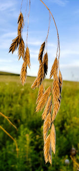 100 PRAIRIE BROME Arctic Brome Ornamental Grass Bromus Kalmii Seeds
