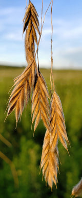 100 PRAIRIE BROME Arctic Brome Ornamental Grass Bromus Kalmii Seeds