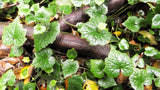 100 PIGGYBACK Plant YOUTH On AGE Tolmiea Thousand Mothers Menziesii Flower Seeds