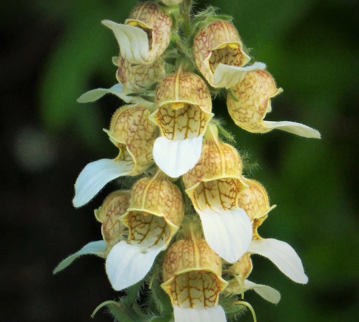 200 GRECIAN FOXGLOVE Wooly Digitalis Lanata Hummingbird White Yellow Purple Brown Flower Seeds