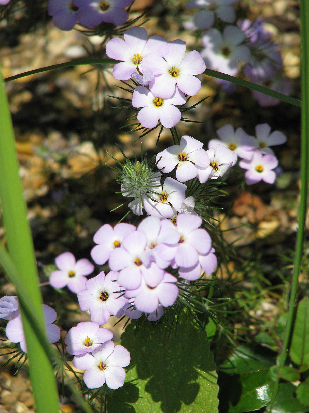 1000 California MOUNTAIN PHLOX Linanthus Grandiflorus Leptosiphon Flower Seeds