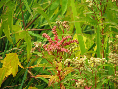 500 Virginia DITCH STONECROP SEDUM Penthorum Sedoides Star Fruit Flower Seeds