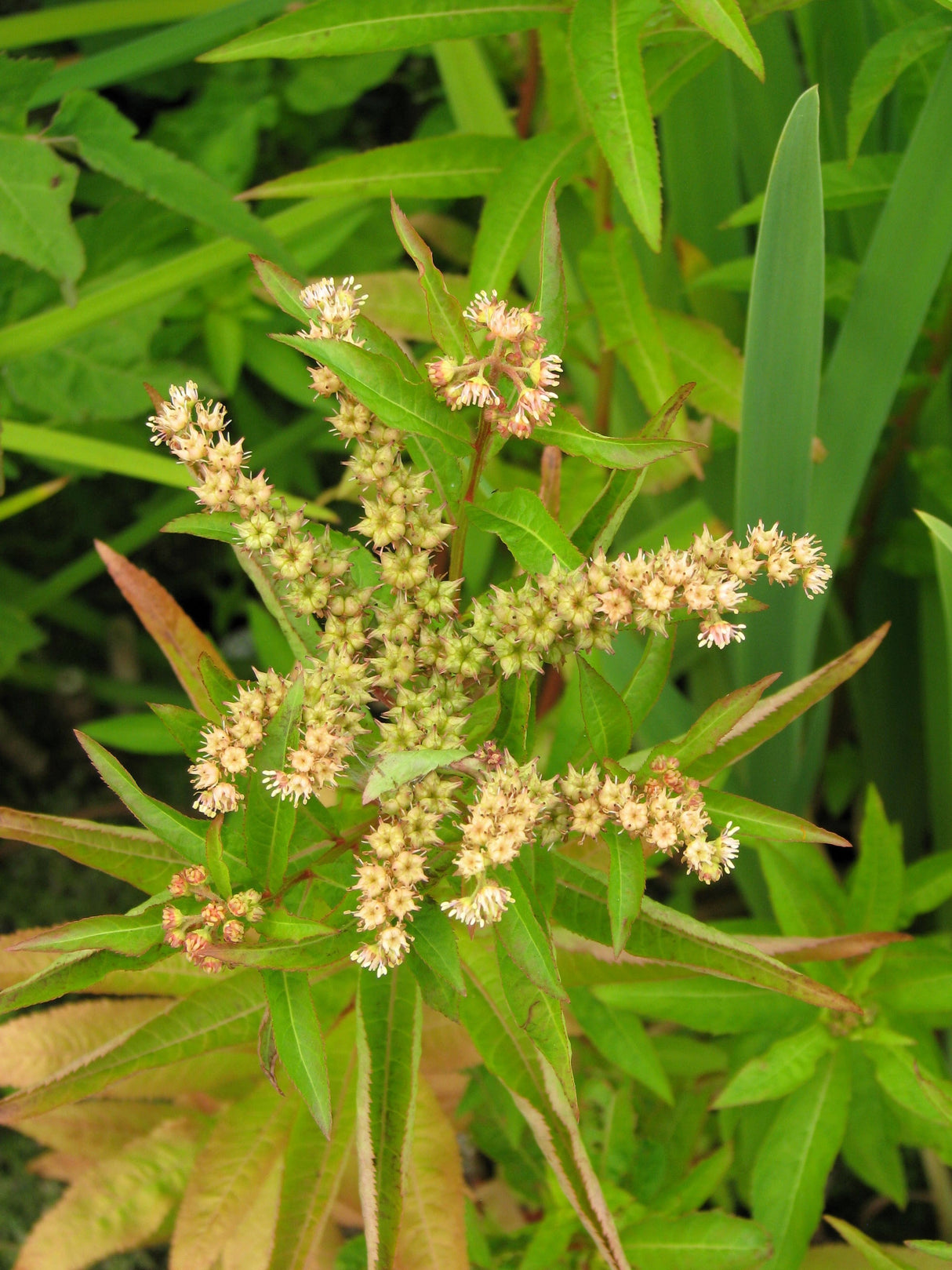 500 Virginia DITCH STONECROP SEDUM Penthorum Sedoides Star Fruit Flower Seeds