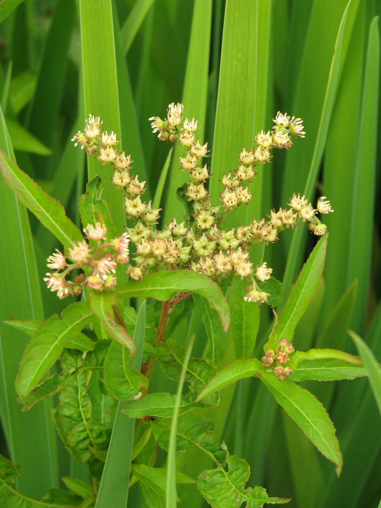 500 Virginia DITCH STONECROP SEDUM Penthorum Sedoides Star Fruit Flower Seeds