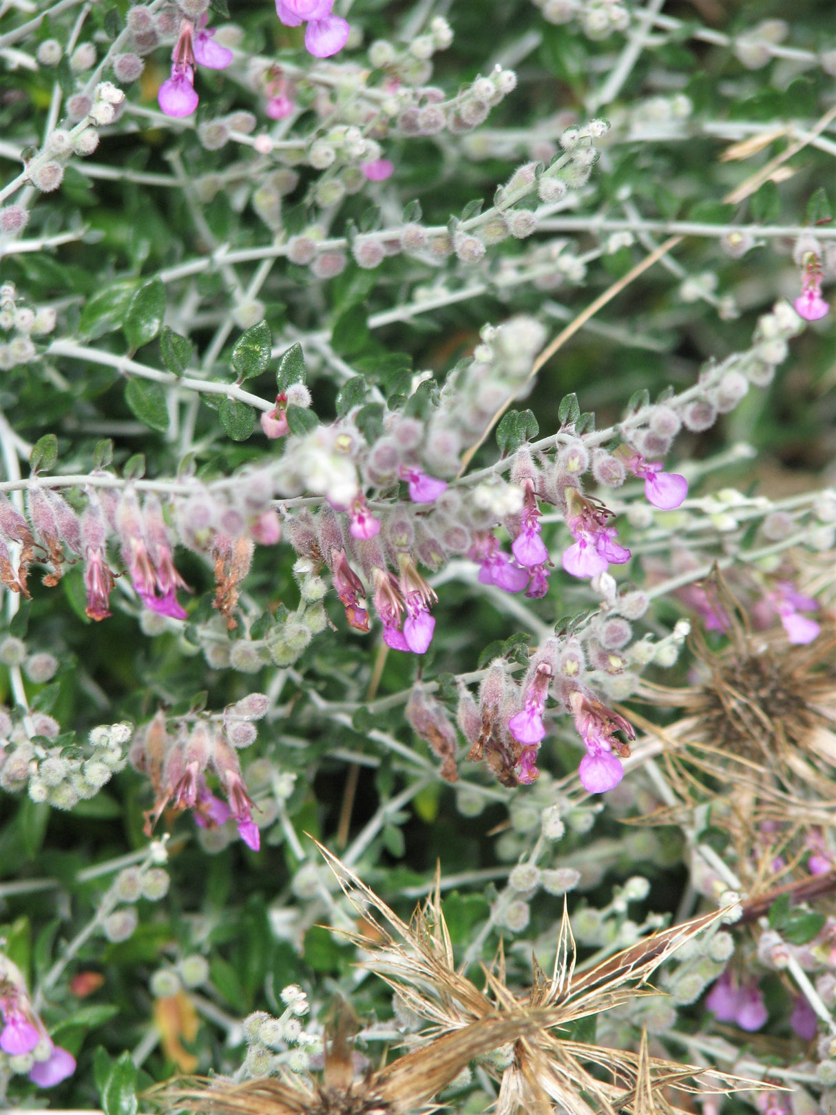 20 CAT THYME Teucrium Marum aka Cat Crack, Kitty Crack, & Mediterranean Germander Silvery Foliage Red Purple Flower Herb Sub-Shrub Seeds