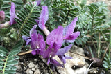 10 GROUND PLUM Flower Cover Ground Plum Milkvetch Astragalus Crassicarpus Seeds