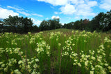 20 WHITE WORLED (Horesetail) MILKWEED Asclepias Verticillata Flower Seeds