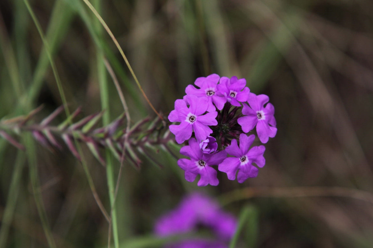 500 Purple HARDY MOSS VERBENA Tenuisecta Fragrant Flower Seeds