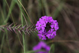 500 Purple HARDY MOSS VERBENA Tenuisecta Fragrant Flower Seeds