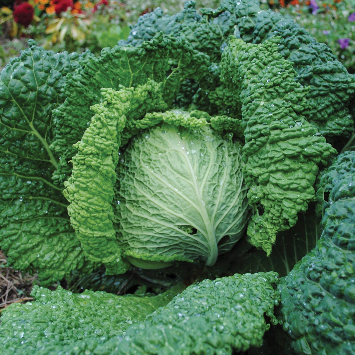 Savoy Perfection Cabbage