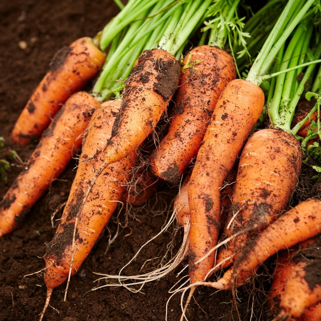 Royal Chantenay Carrot