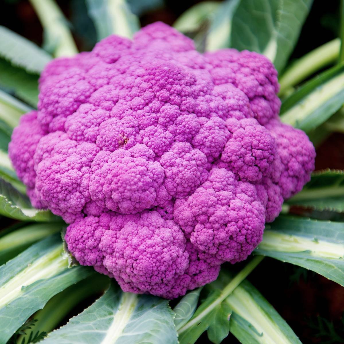 Purple of Sicily Cauliflower