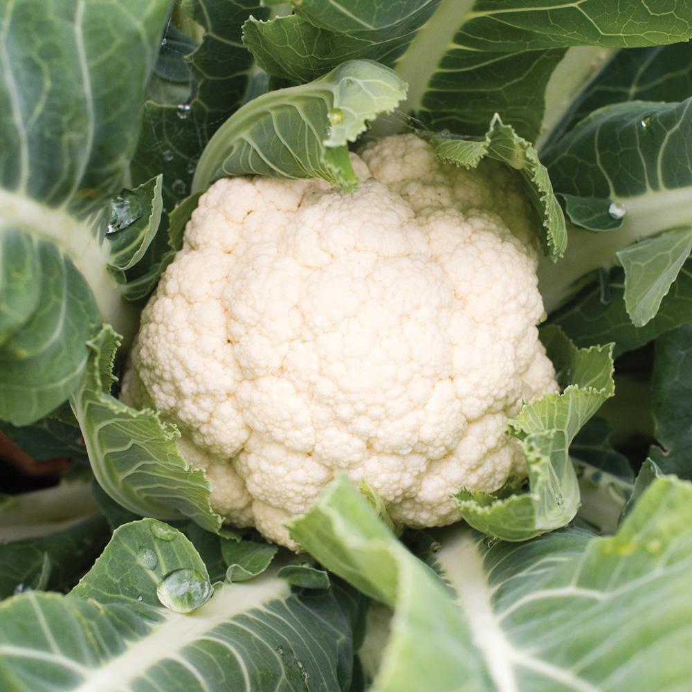 Snowball Cauliflower