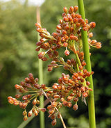 1000 SOFT RUSH (Common Rush) Juncus Effusus Ornamental Grass Seeds