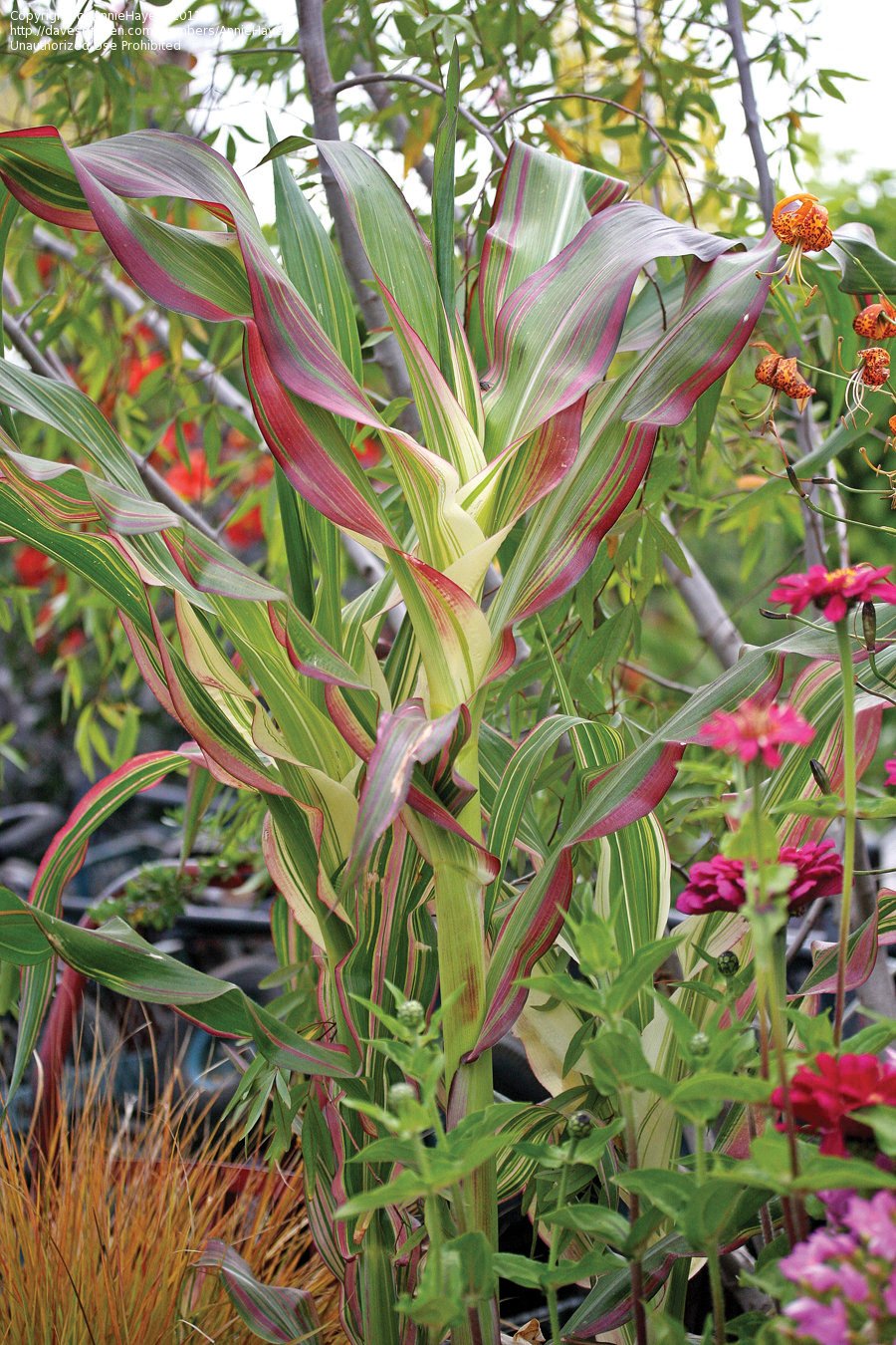 Japonica Striped Corn