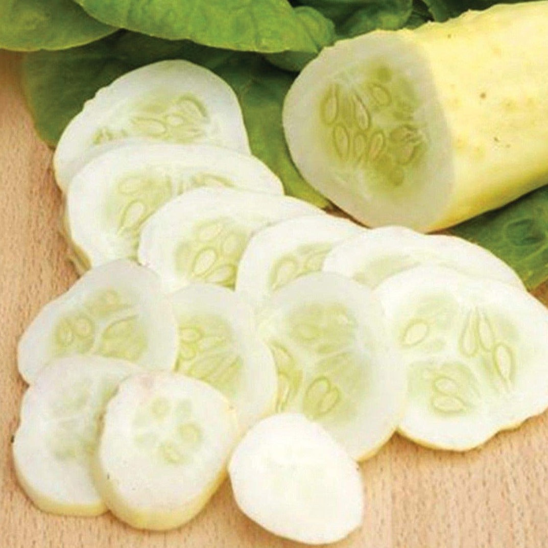 White Wonder Cucumber