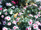 100 BRIGHT EYES PERIWINKLE Vinca Rosea Dwarf White & Pink Flower Seeds