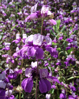 500 CHINESE HOUSES Pagodas Collinsia Heterophylla Flower Seeds