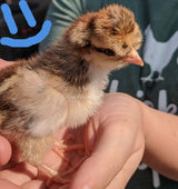 Creme Legbar Chicks – Buy 6 + 4 Bonus Free (10 Females Total, Shipping Included)
