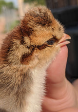 Creme Legbar Chicks – Buy 6 + 4 Bonus Free (10 Females Total, Shipping Included)