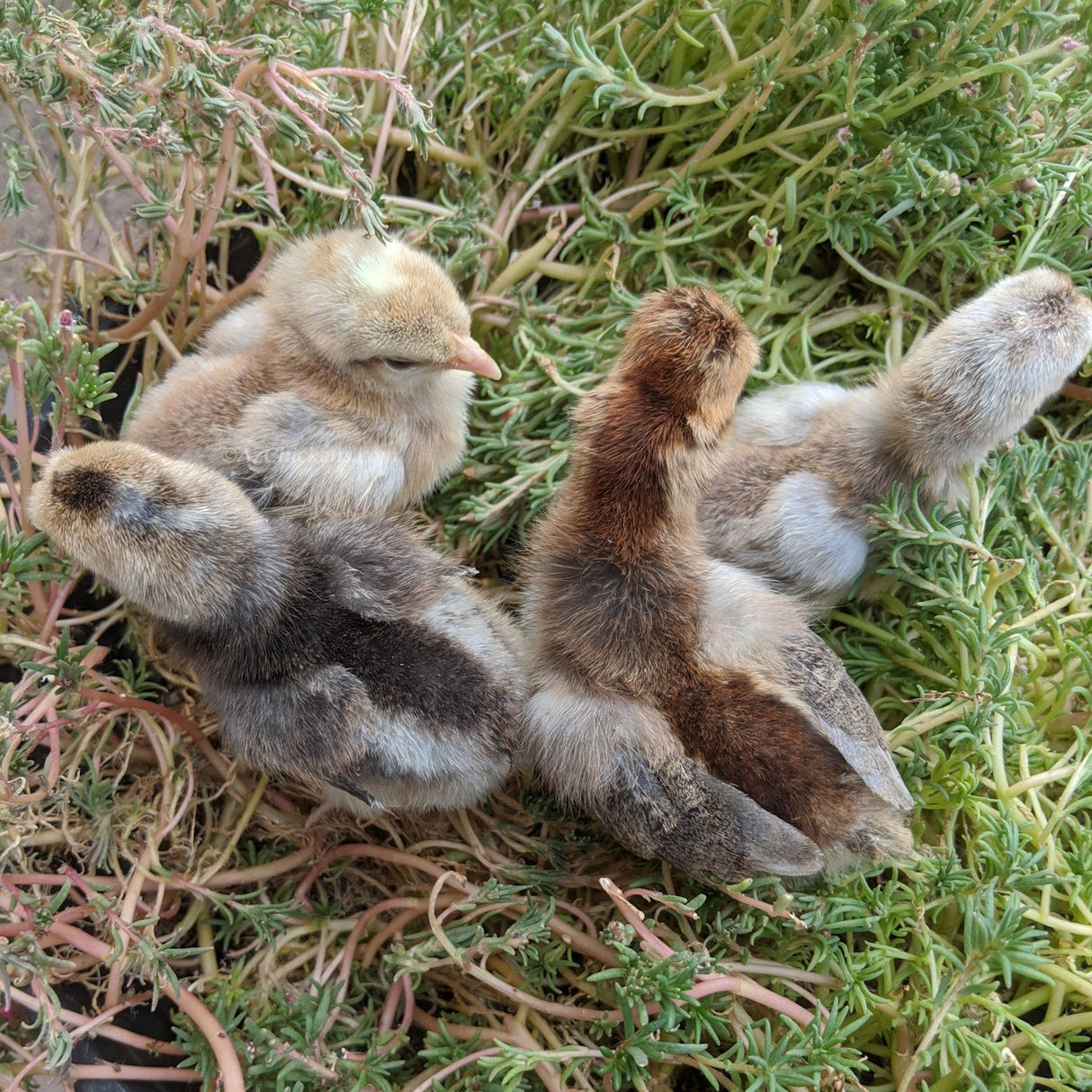 Creme Legbar Chicks – Buy 6 + 4 Bonus Free (10 Females Total, Shipping Included)