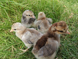 Creme Legbar Chicks – Buy 6 + 4 Bonus Free (10 Females Total, Shipping Included)