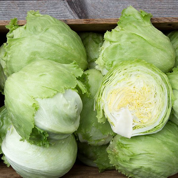 Crispino Lettuce