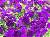 250 Mixed Colors DWARF PETUNIA Pink Red Purple White Bicolor Flower Seeds