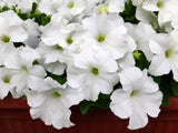 250 Mixed Colors DWARF PETUNIA Pink Red Purple White Bicolor Flower Seeds