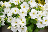 250 MIXED COLORS PETUNIA Flower Seeds